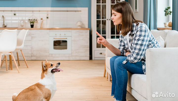 Обучение собак