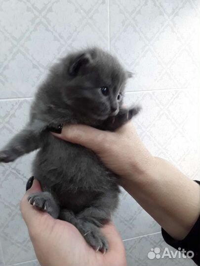 Британские котята