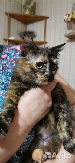 Марта кошка в добрые руки