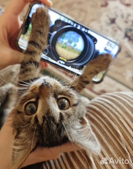 Котенок пабгер