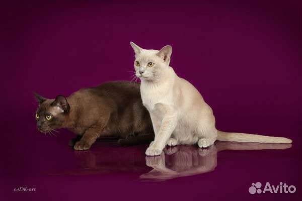 Бурманские котята