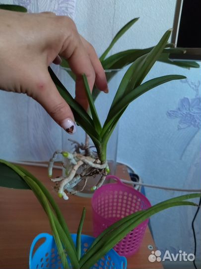 Орхидея ванда