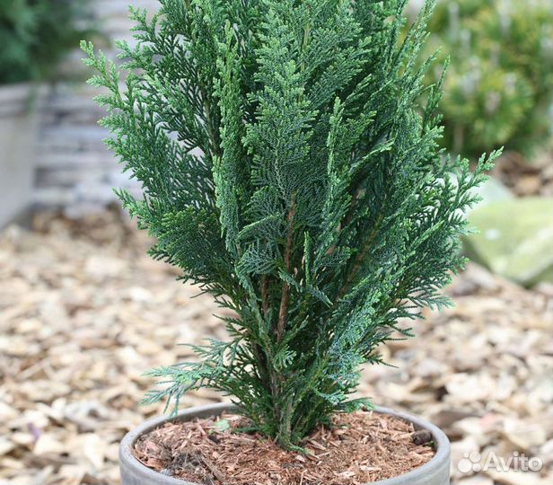 Кипарисовик лавсона