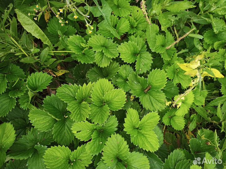 Клубника, неизвестный сорт