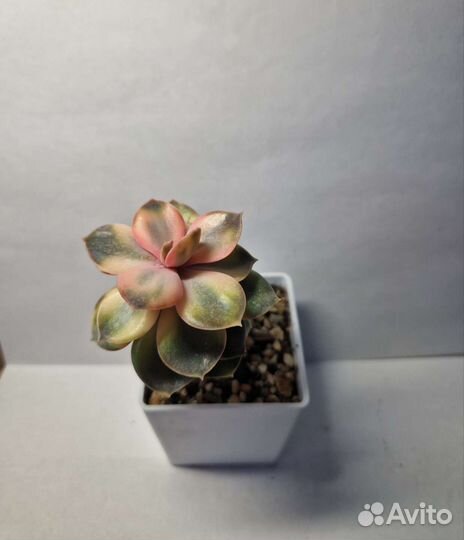 Суккулент Эхеверия рейнбоу/Echeveria Rainbow