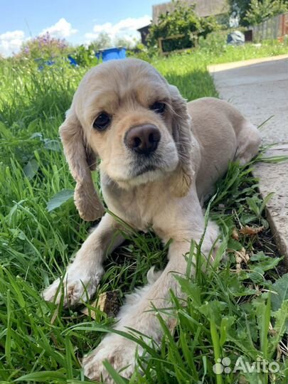 Ищем даму сердца