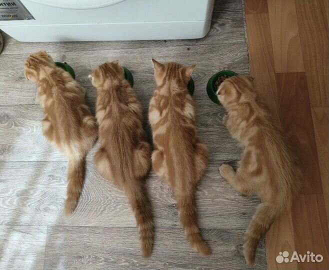 Британская кошка вязка