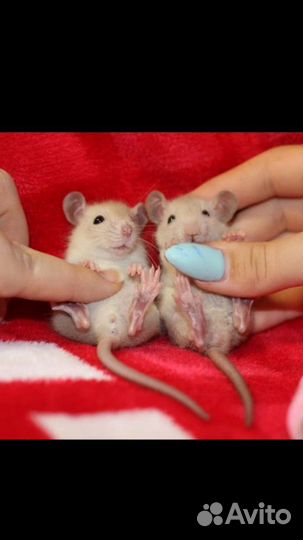 Эксклюзивные крыски дамбо сиам бурмиз и клетки