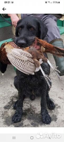 Кобель дратхаара для вязки