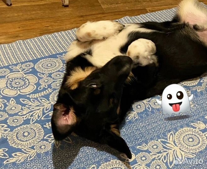 Щенок в добрые руки