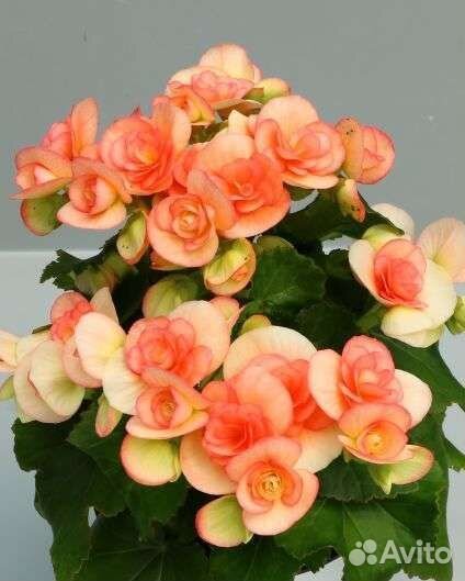 Бегония элатиор