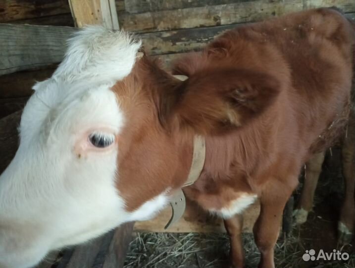 Быки на мясо