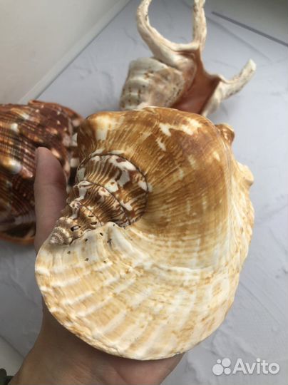 Ракушки Морские раковины