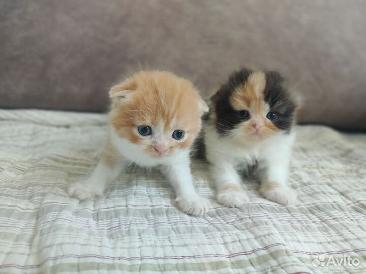 Шотландские вислоухие котята