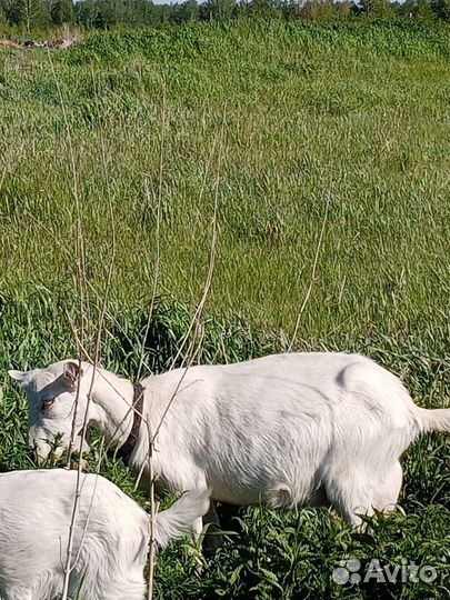 Козы дойные, зааненской породы