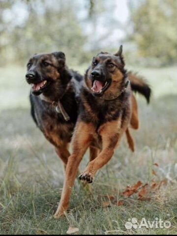 Собаки - сестрички ищут своих хозяев