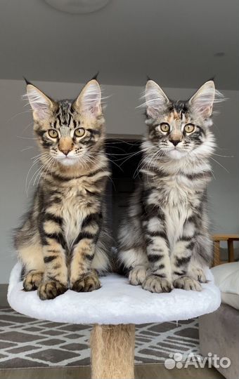 Котята Мейн Кун