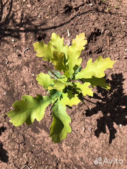 Дуб черешчатый