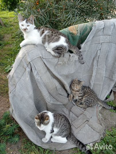 Кошка в дар бесплатно