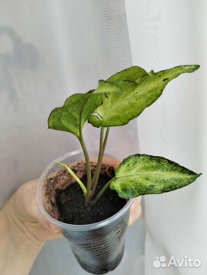 Сингониумы