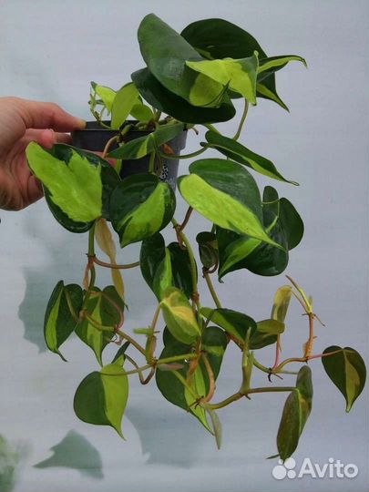 Монстера, филодендрон, фикус, сциндапсус, герань