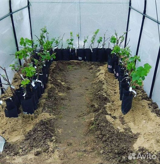 Саженцы винограда