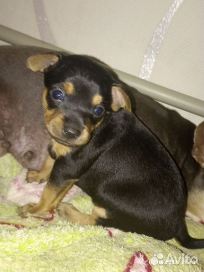 Домашние животные