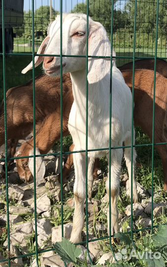 Нубийские козочки козы 100%
