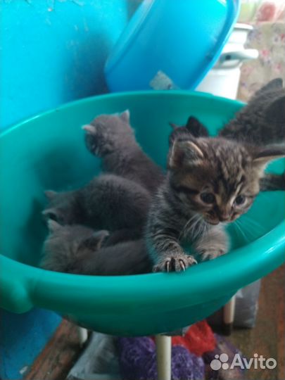 Отдам в добрые руки котят, мальчики и девочка