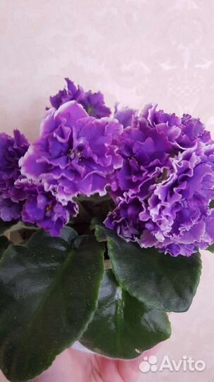 Фиалка ват Праздничный наряд пуговки, спорт