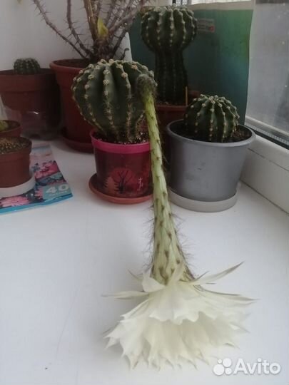 Кактус домашний