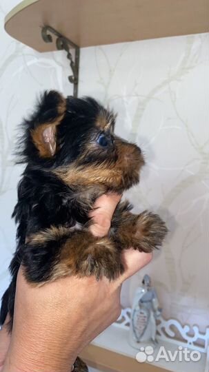 Йоркширский терьер