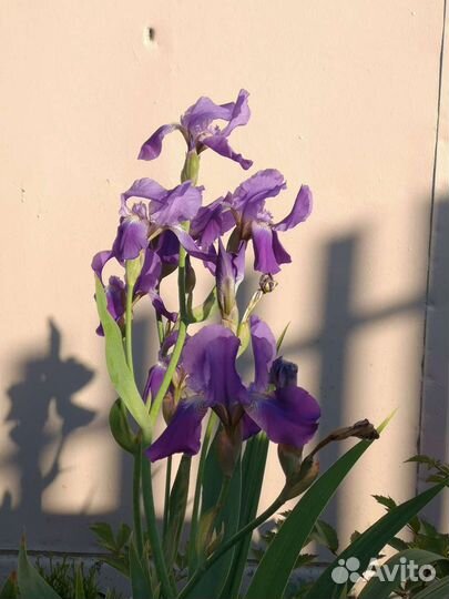 Ирис сибирский