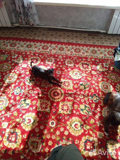 Щенки той терьер