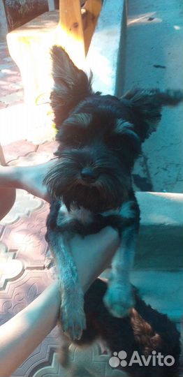 Йоркширский терьер щенки