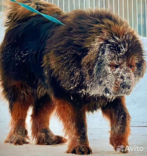 Тибетский мастиф вязка