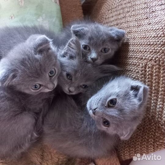 Британские котята