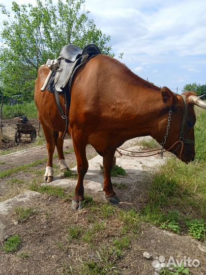 Конные прогулки