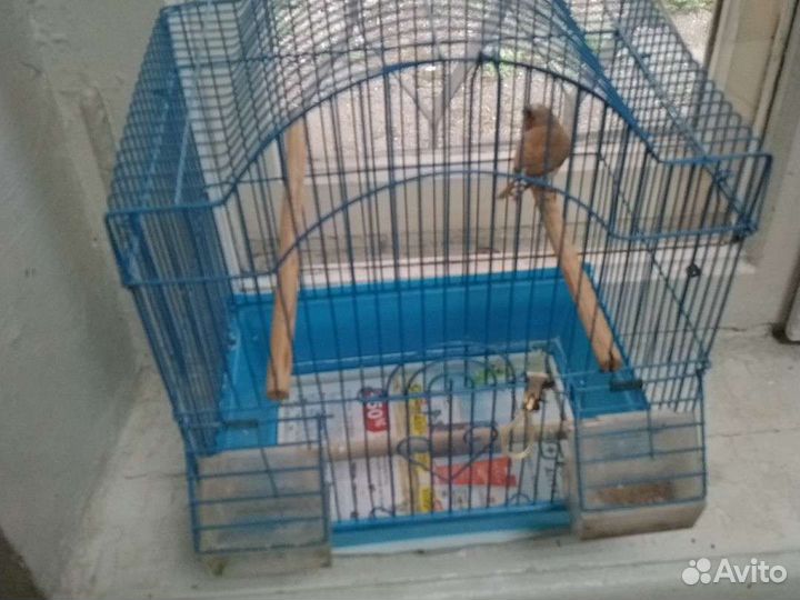 Птица с клеткой