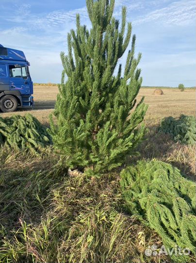 Новогодние елки сосны