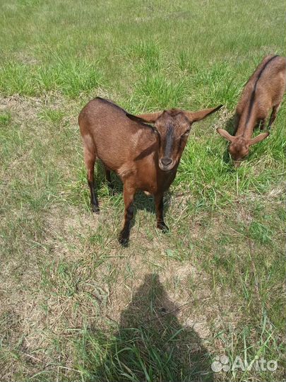 Чешские козы