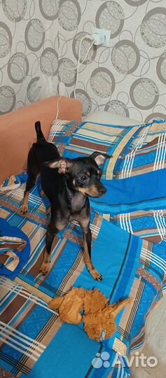 Той терьер вязка