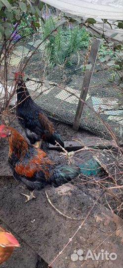 Петухи