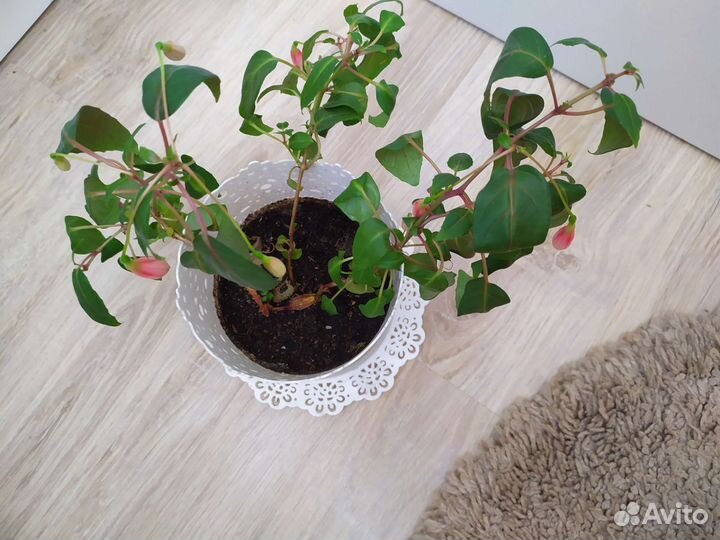 Фуксия черенки
