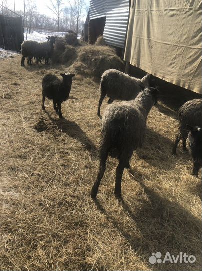 Овцы бараны ягнята романовские