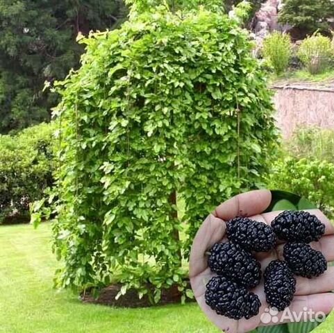 Шелковица плакучая высшего качества