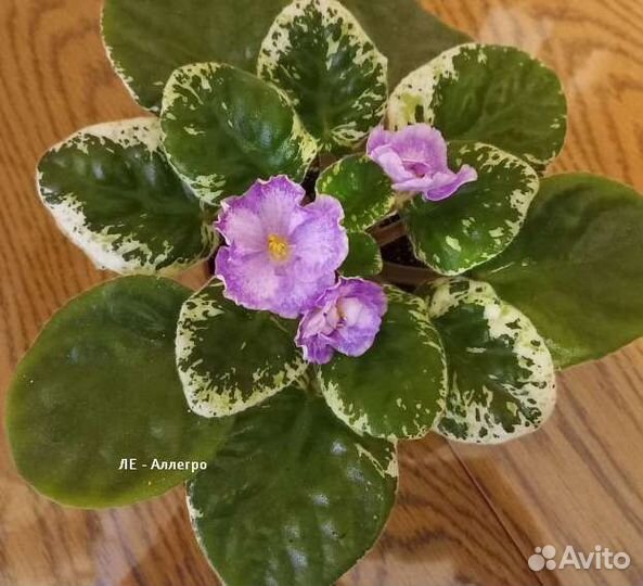 Фиалки сортовые