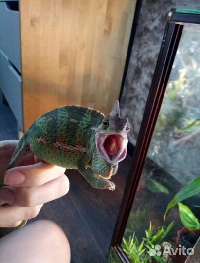 Уход за экзотическими животными, передержка