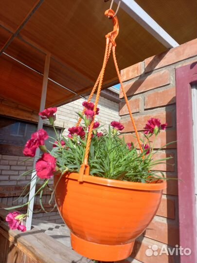 Гвоздика ампельная