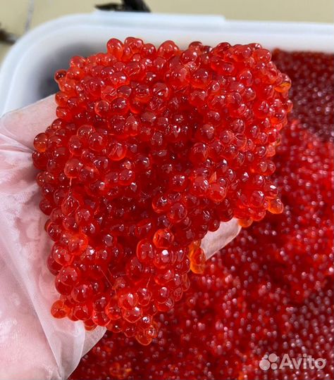 Икра Красная 2023(Охлаждёнка) Доставка по городу